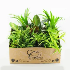 40 - 50cm Houseplant Gift Set (Medium) 12 x 12cm Pots Plants