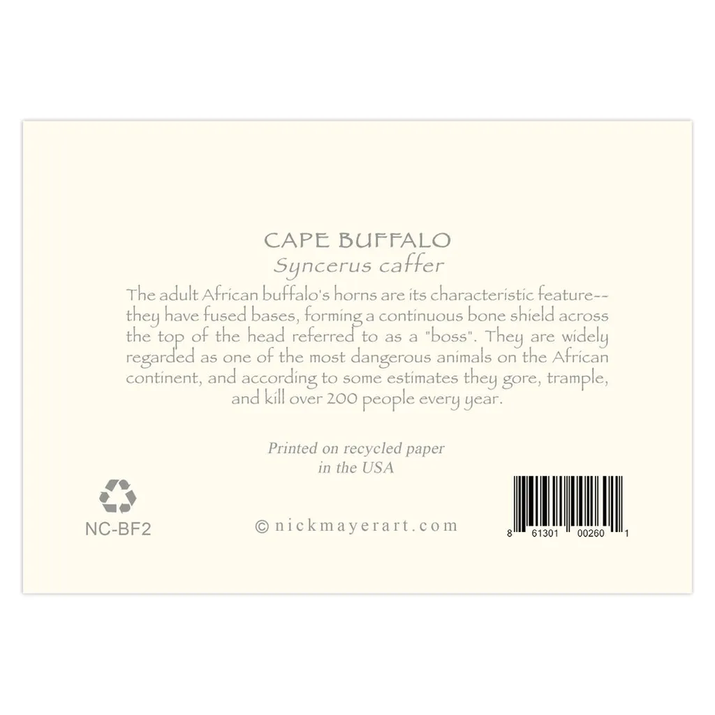 Cape Buffalo II Notecards